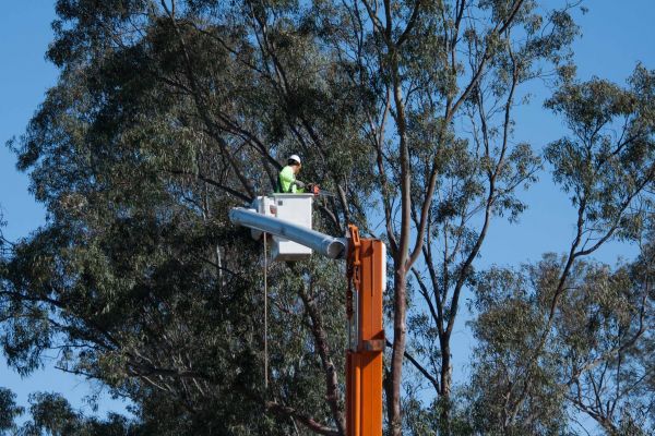 Peoria Tree Trimming