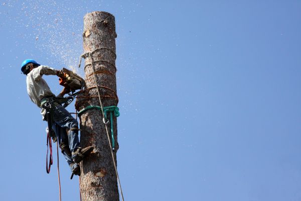 Peoria Tree Removal